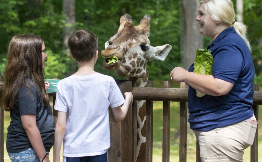 Giraffe deck at the NC Zoo