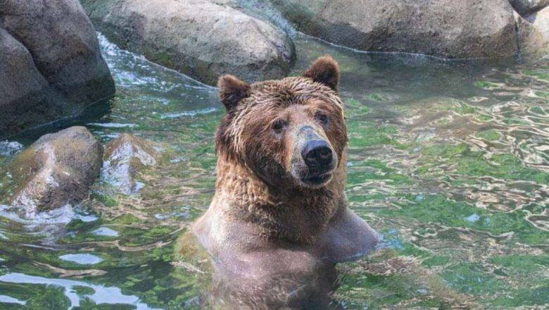 North Carolina Zoo Mourns the Loss of ‘Amazing, Goofy’ Grizzly Bear