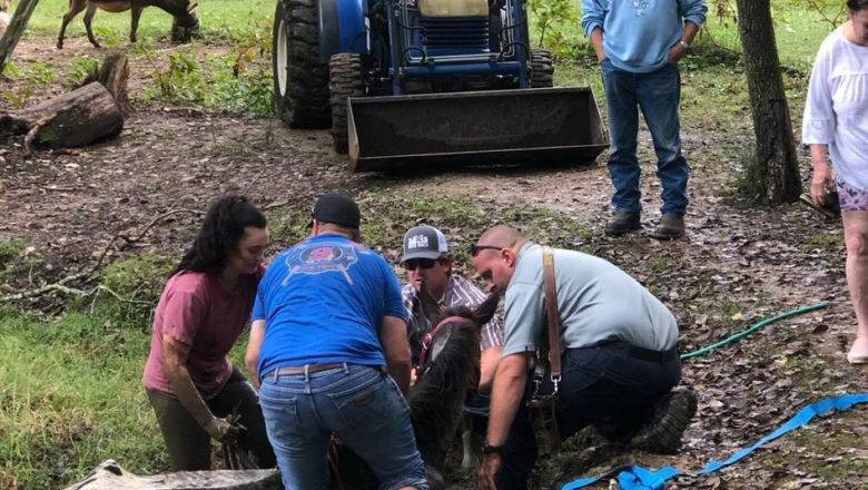 Rescuing A Rescue – Emergency Crews Help Free Horse Stuck In Pond