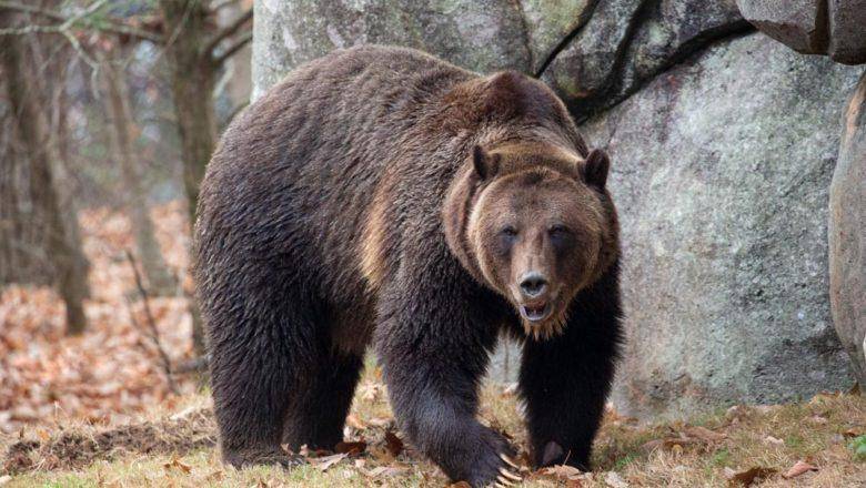 Grizzly Bear Has New Home at North Carolina Zoo