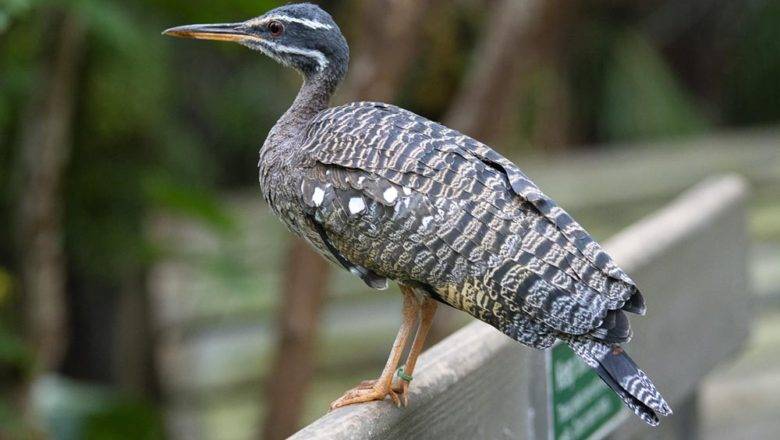 NC Zoo Closes Aviary as Precautionary Measure to Protect Birds
