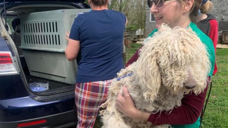 Condition Of Rescued Poodles Leads To Felony Animal Cruelty Charges