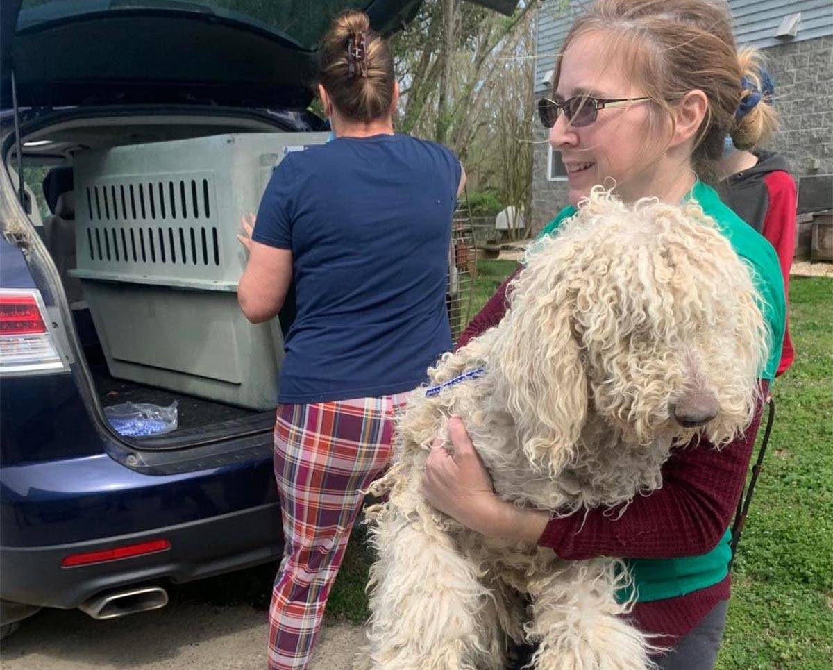 Condition Of Rescued Poodles Leads To Felony Animal Cruelty Charges