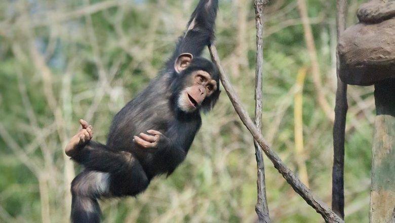 North Carolina Zoo Mourning Death of Chimp Nori￼