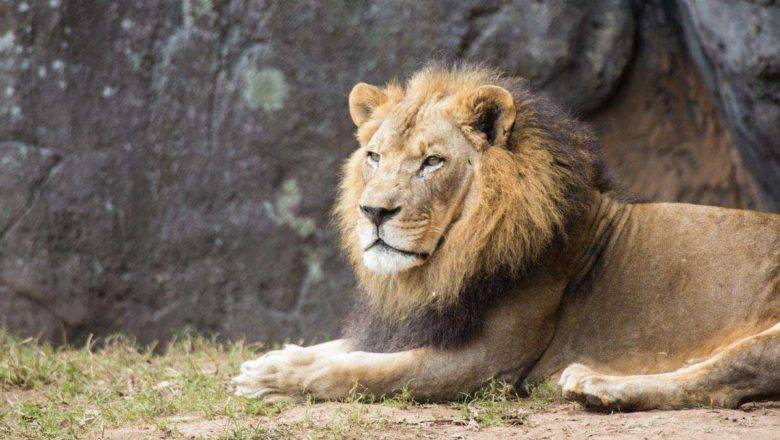 North Carolina Zoo Announces Death of Male Lion