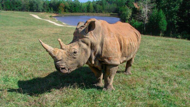 North Carolina Zoo Loses Rhino Olivia