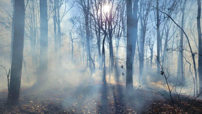 Unattended Camp Fire sparks Woods Fire in Birkhead Mountains Wilderness Area