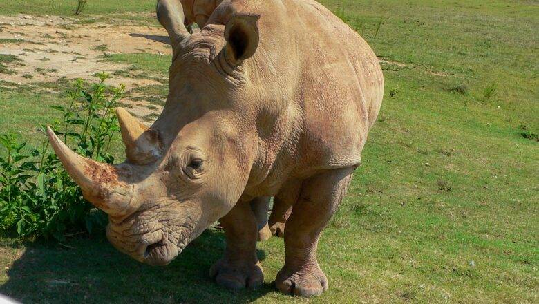 North Carolina Zoo Mourns Loss of Natalie the Rhino