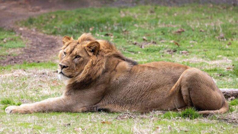North Carolina Zoo Announces the Arrival of New Male Lion