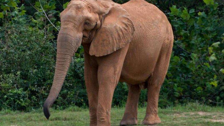 The Elephant Sanctuary in Tennessee Welcomes Artie from North Carolina Zoo