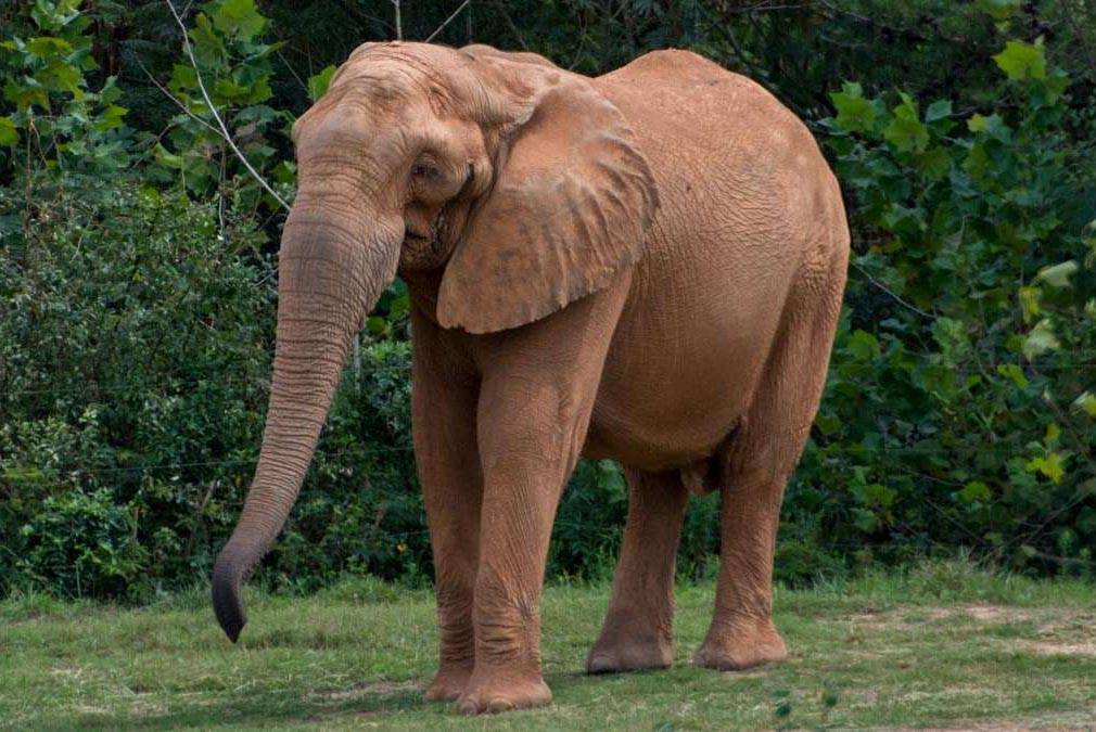 The Elephant Sanctuary in Tennessee Welcomes Artie from North Carolina