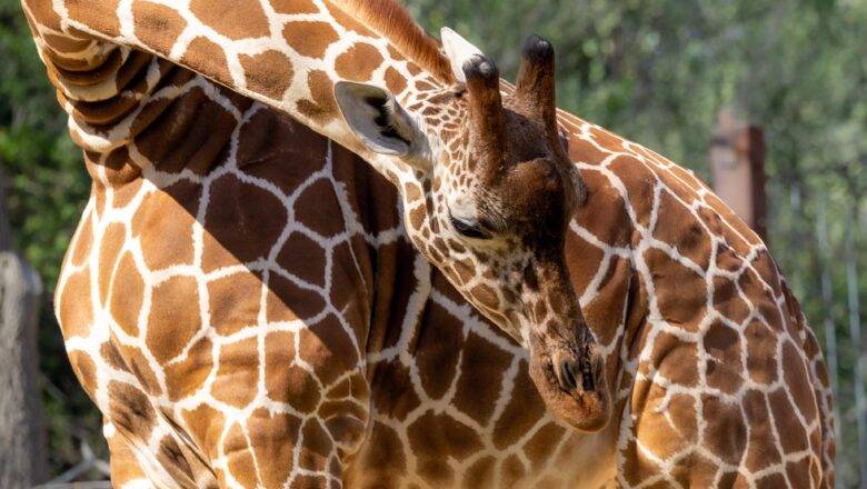 NC Zoo Announces they are Expecting Giraffe Calf this Spring
