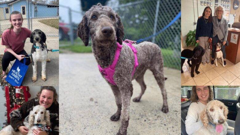 All Eight Poodles from Animal Cruelty Case Last Year Find New Homes