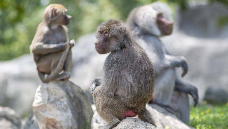 NC Zoo – Baboon Habitat Reopens & New Event Premiers This Weekend