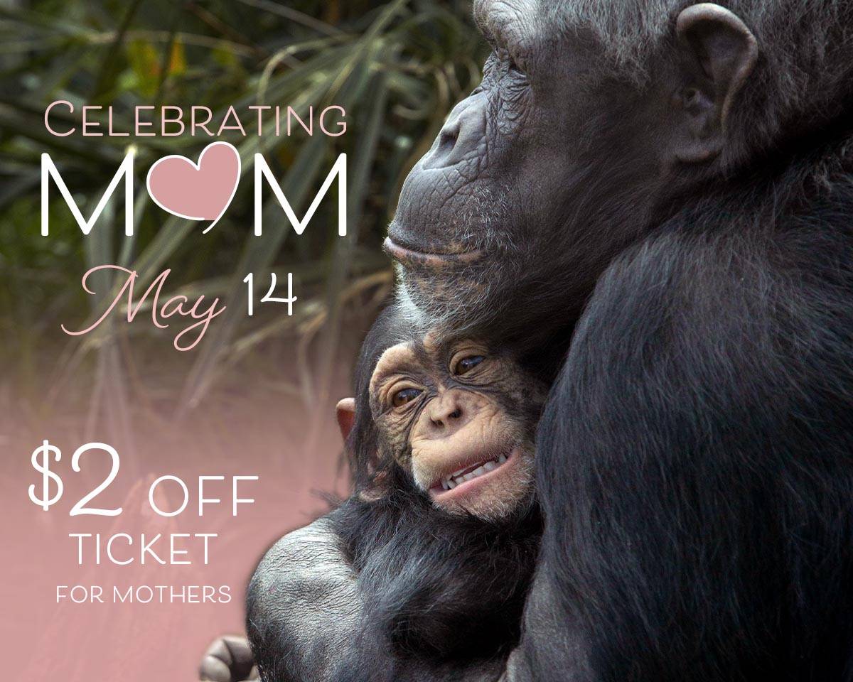 Mother's Day Ticket Offer