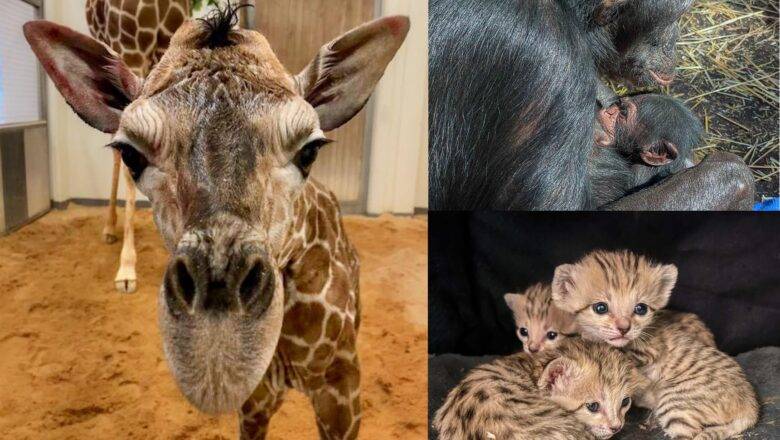 Three Births Announced at NC Zoo