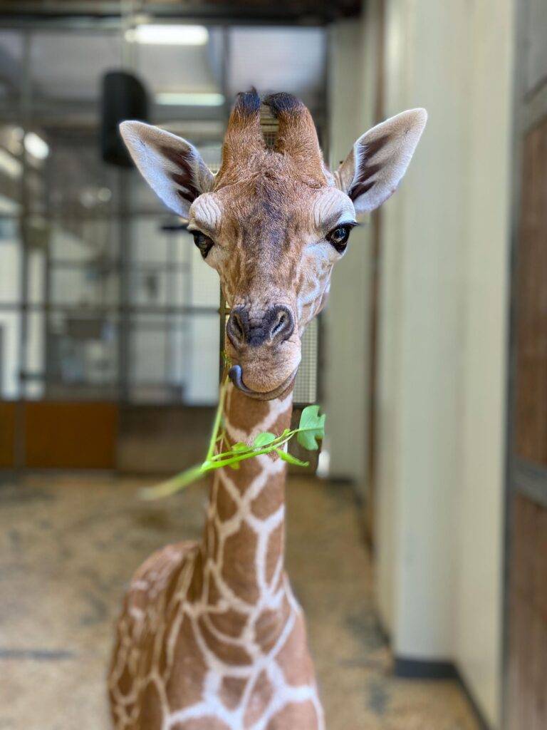 NC Zoo Announces Winning Name for Giraffe Calf