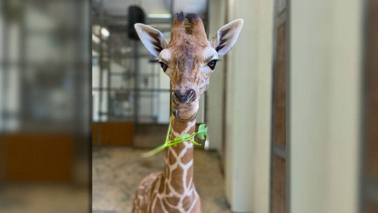 NC Zoo Announces Winning Name for Giraffe Calf