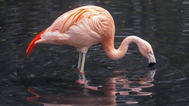 NC Zoo to Say Farewell to Flamingos