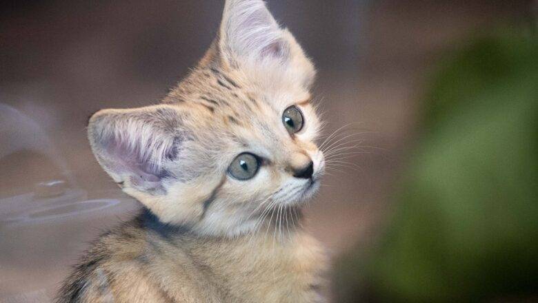 NC Zoo Says ‘Opps’ – Corrects Sand Kittens Sex and Name
