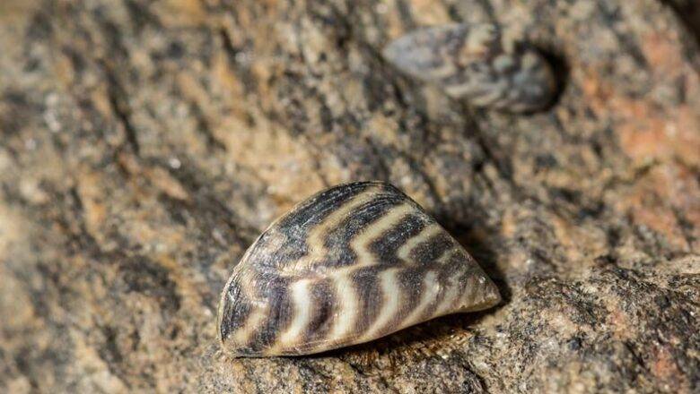 Invasive Zebra Mussels Now Confirmed in North Carolina