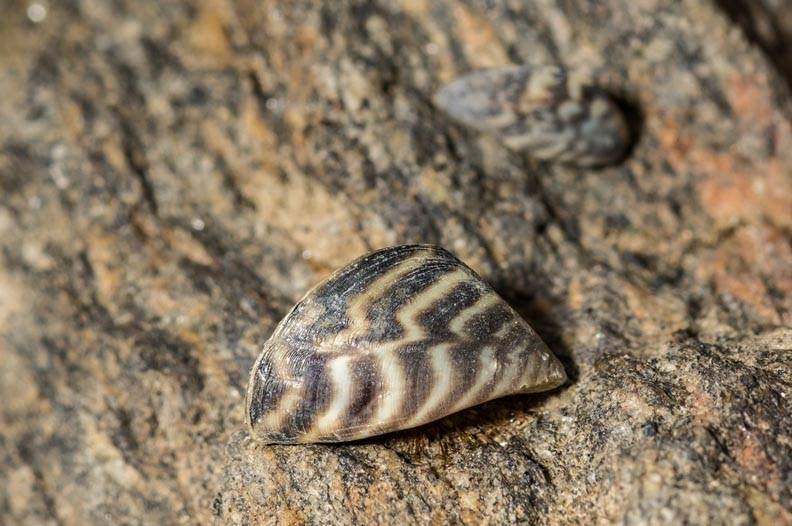 Invasive Zebra Mussels Now Confirmed in North Carolina