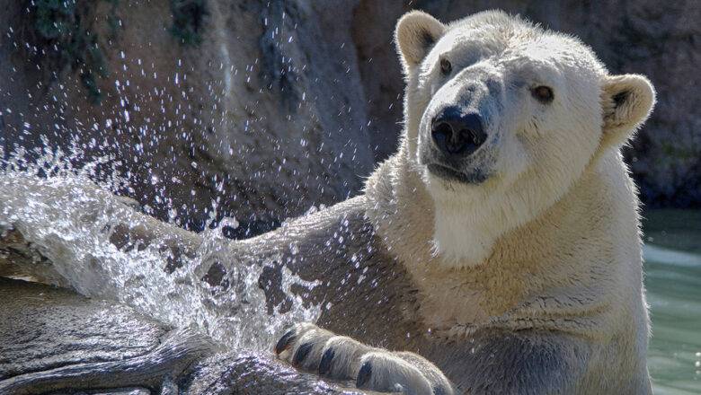 NC Zoo to Investigate Death of Polar Bear While being Transported