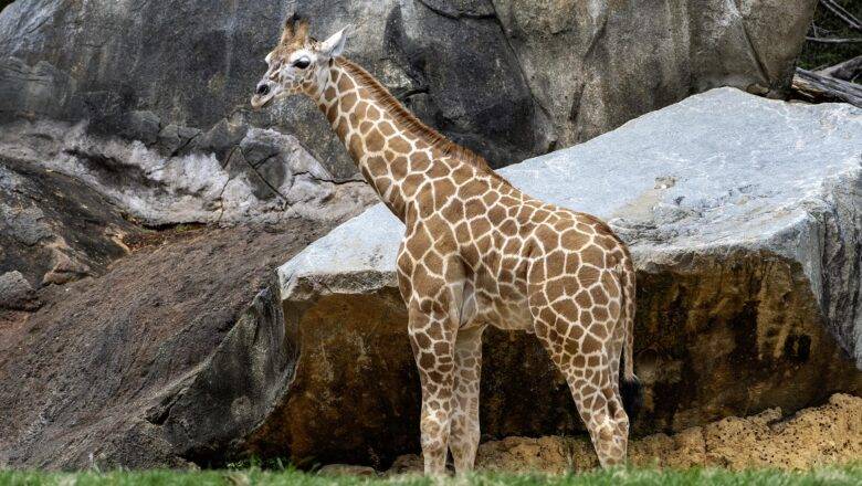 North Carolina Zoo Mourns Tragic Loss of Giraffe Calf