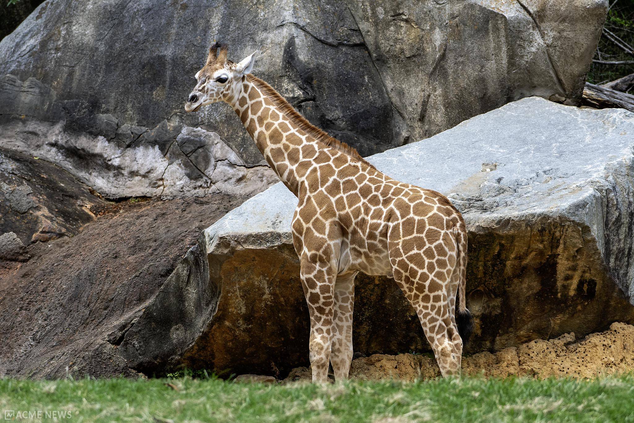 North Carolina Zoo Mourns Tragic Loss of Giraffe Calf