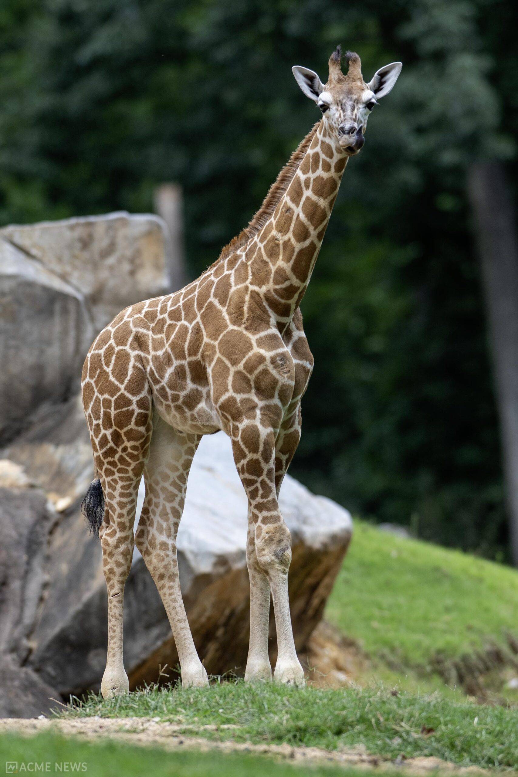 North Carolina Zoo Mourns Tragic Loss of Giraffe Calf