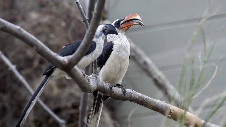NC Zoo | Desert Dome Welcomes Pair of Rare African Birds