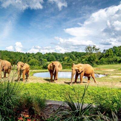 Vote for the NC Zoo for BEST ZOO in USA Today’s Reader’s Choice Awards