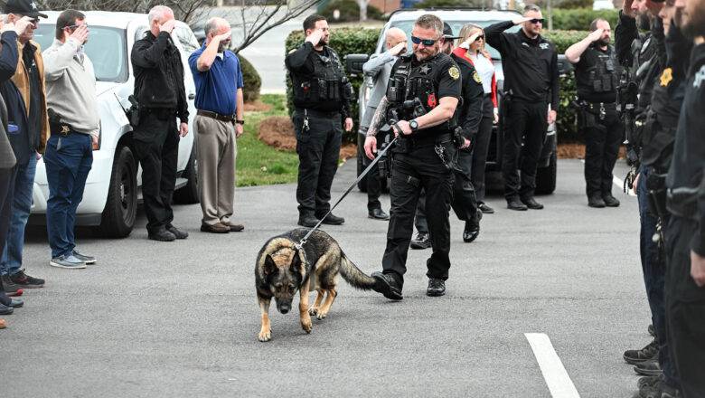 Health Diagnosis Signals ‘End of Watch’ for Sheriff’s Office K9 Ziva