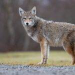 Forest Service warns of coyote attack on Uwharrie Trail