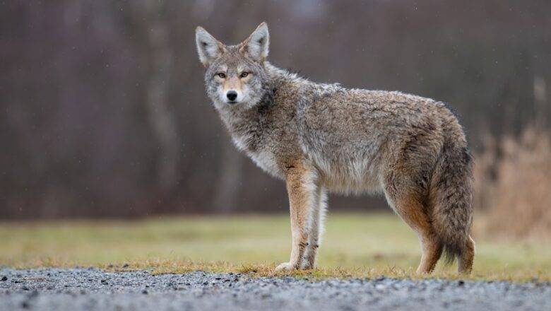 Forest Service warns of coyote attack on Uwharrie Trail