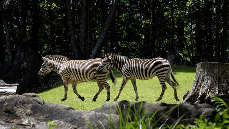 Special discount for Randolph County residents coming to North Carolina Zoo