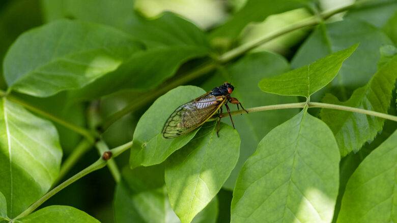 They’re Here: Cicadas re-emerge across North Carolina